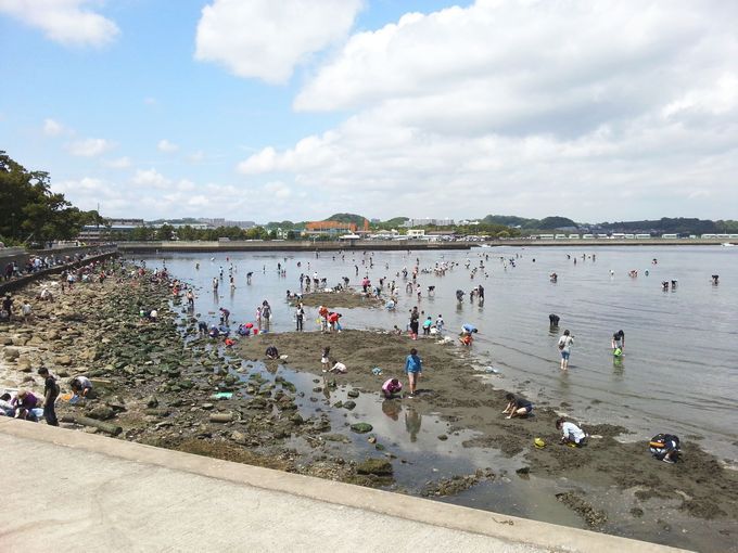 無料潮干狩り：野島公園